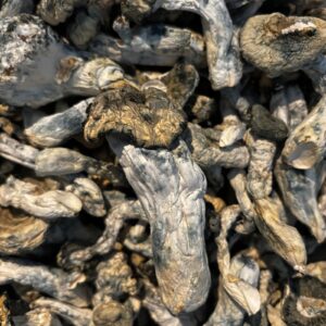 Albino Bluey Vuitton magic mushrooms order online - Psychedelic Mushroom Uk