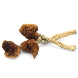 Buy B+ Magic Mushrooms UK - B+ Magic Mushrooms online Uk