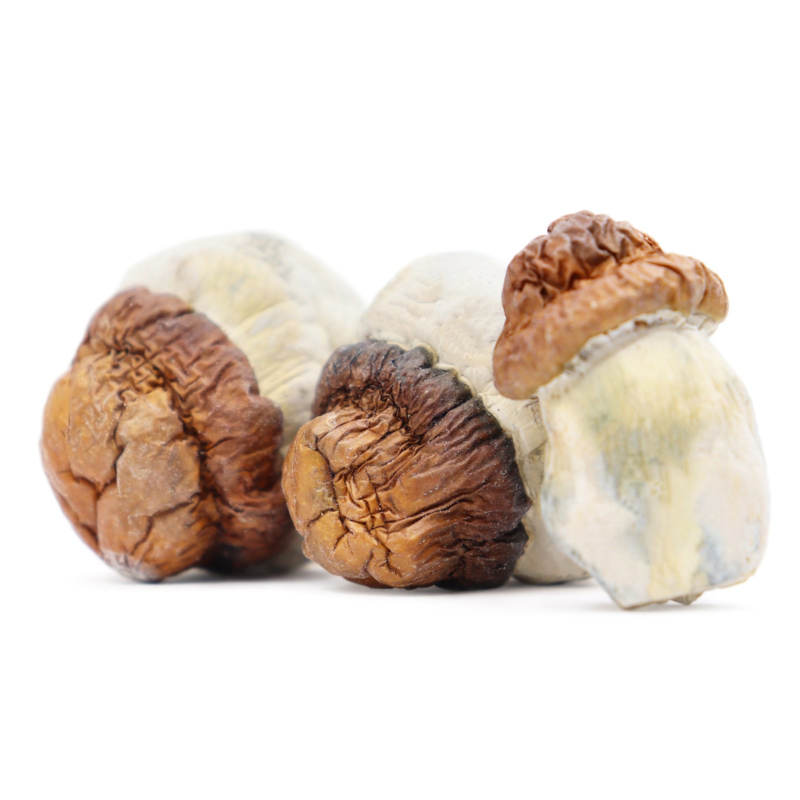 buy blue oyster mushroom