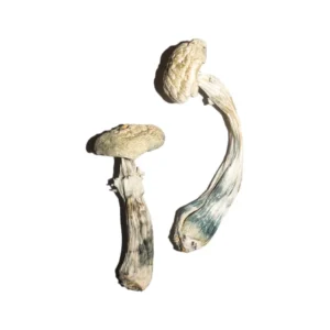 Buy cubensis mushroom Uk - Avery Albino Mushrooms