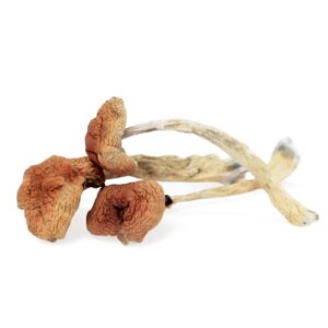 Buy dried magic mushrooms UK - Malabar Coast Magic Mushrooms
