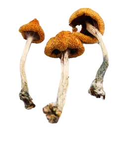 buy dried mushrooms - Psilocybe Azurescens