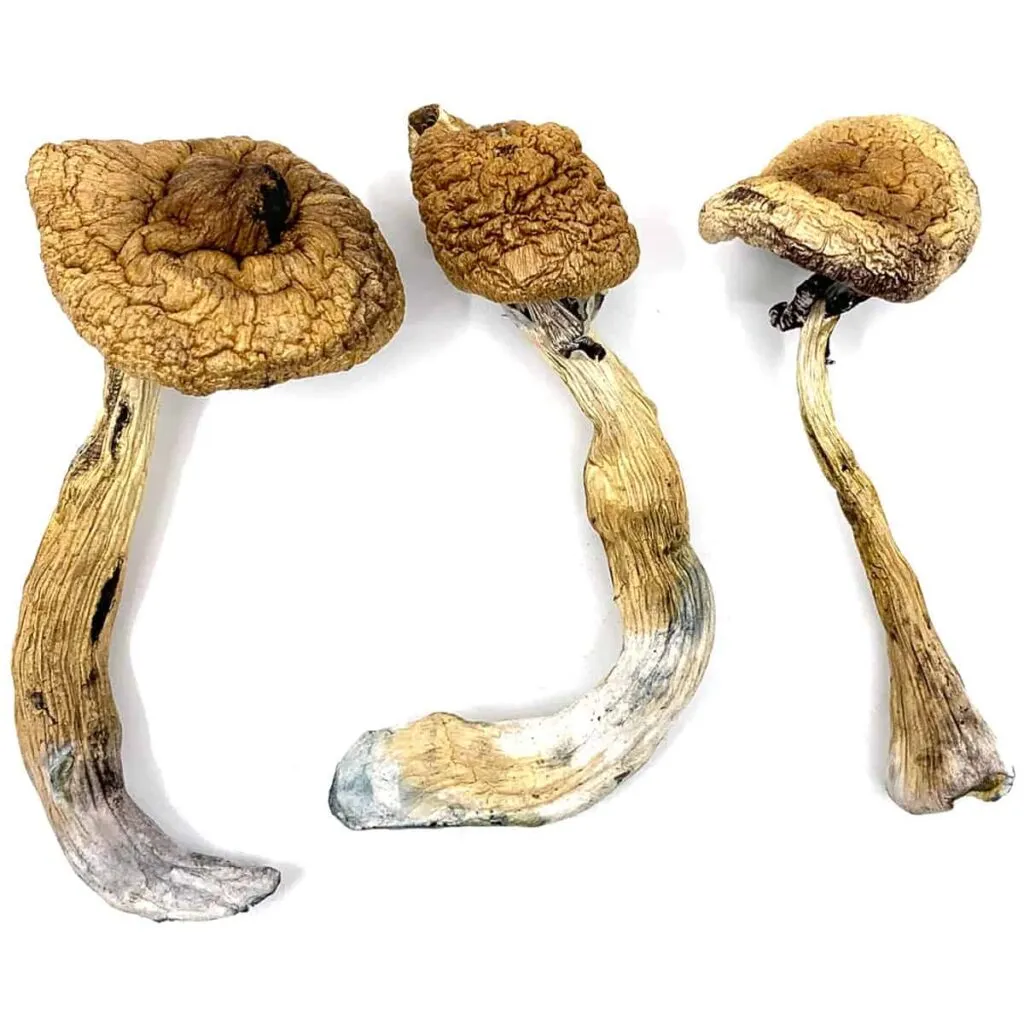 golden teacher