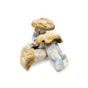 Buy Hillbilly Mushroom UK - Buy Hillbilly Mushroom Online