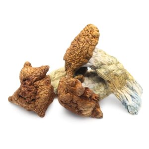 Buy magic truffles UK - King Kong Magic Mushrooms