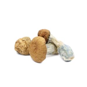Buy Makilla Gorilla Mushrooms Online