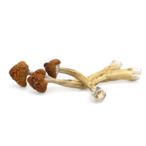 buy mushroom farm near me