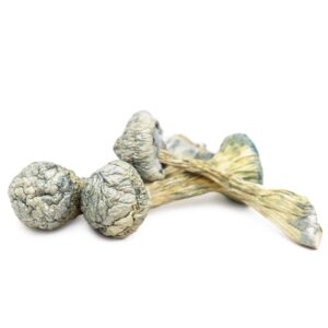 buy mushroom near me