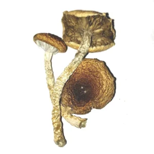 Buy mushrooms Lizard king Mushrooms