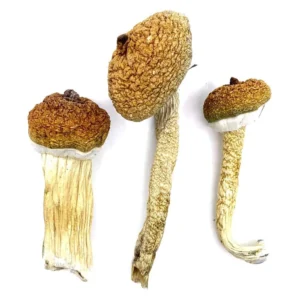 Buy mushrooms UK - magic mushroom