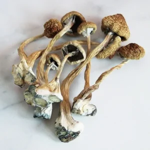 buy psilocybin mushrooms UK - Z Strain Magic Mushroom