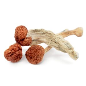 buy where to get psychedelic mushrooms