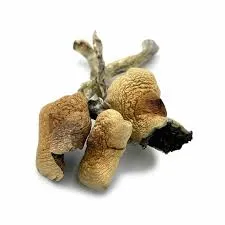 Buy wild mushrooms - cubensis amazonian