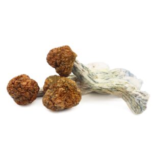 Magic mushroom grow kit UK