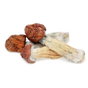 Magic mushroom spores UK - Tidal Wave Magic Mushrooms