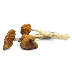 magic mushrooms order - Daddy Long Legs Mushrooms