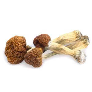 Psychedelic mushroom shop UK - Vietnamese Magic Mushrooms
