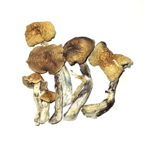 purchase shrooms Mckennaii Magic Mushrooms