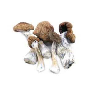 uk mushrooms for sale - Melmac Penis Envy