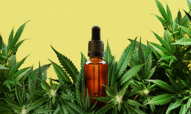 buy CBD Cannabis in the UK