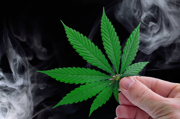 cannabis leaf